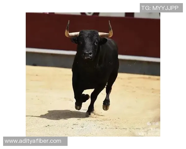 公牛精神与力量象征：探索公牛在文化、体育和历史中的深远影响