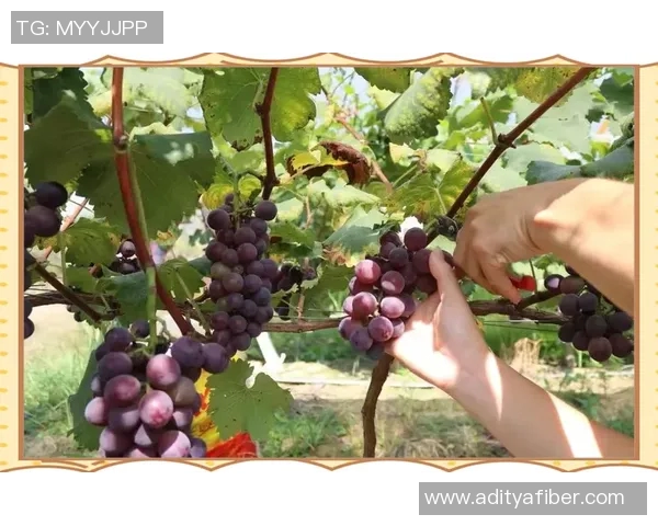 果园采摘乐趣体验：畅游丰收季节，品味自然的甘甜与欢愉